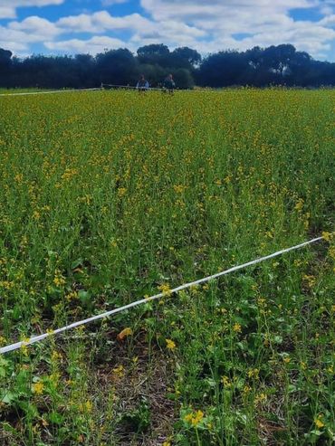 Cultivos de servicio: el potencial de la mostaza para cuidar el suelo