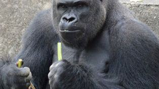 Shabani, el gorila más sexy del planeta, revoluciona al universo femenino en Japón