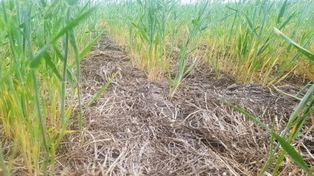  La falta de lluvias importantes desmejoró la condición del trigo y retrasa la siembra de maíz