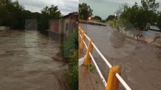 Diluvia en Paraná y la región: árboles caídos