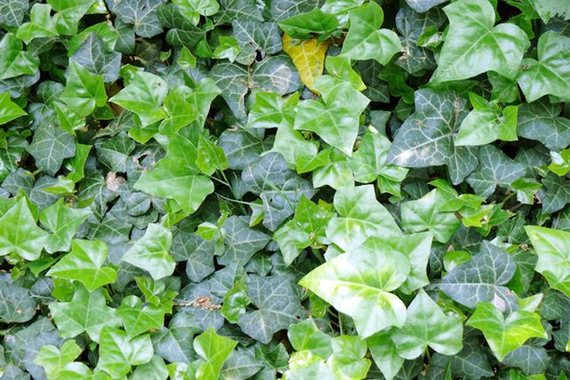 El cambio climático encoge las hojas de las plantas