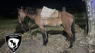 Pérez: ladrones a caballo asaltan a un joven en la calle que va al cementerio