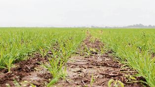 Los consejos de Aapresid para el trigo