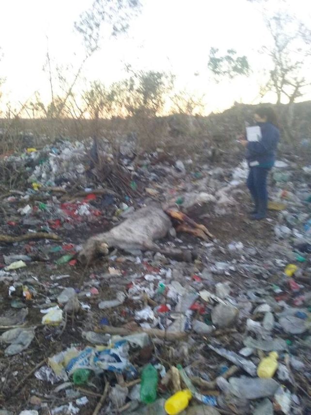 Los caballos maltratados de Viale fueron trasladados del basural a un campo