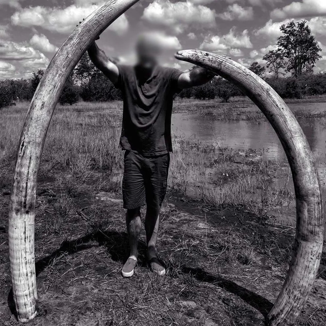 La foto del cazador Leon Kachelhoffer junto a los colmillos del elefante que asesinó.