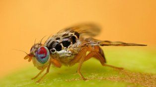 El Senasa emitió una alerta sanitaria ante la presencia de la mosca de los frutos, y el Gobierno provincial habilitó la aplicación de productos biológicos.