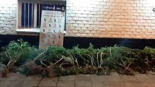 Tocó el cerco electrificado con el que protegía plantas de marihuana y murió