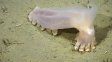 Descubren 57 nuevas especies en los cañones submarinos de Argentina