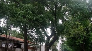 Tablada. Las acacias de Virasoro al 900 y al 800 lloran una lluvia de savia sobre el empedrado