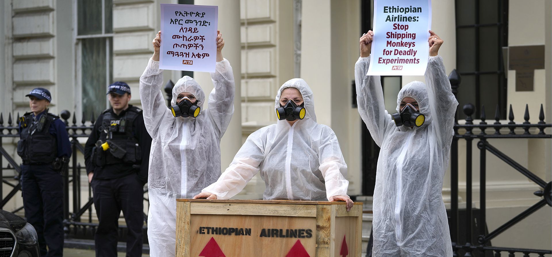 Partidarios de PETA protestan contra Ethiopian Airways y su papel en el transporte de monos para lo que PETA afirma que son utilizados en experimentos crueles, frente a la Embajada de Etiopía en Londres, el martes 29 de octubre de 2024. (Foto AP/Kirsty Wigglesworth)