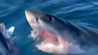 Una familia australiana vivió una odisea por los ataques de un tiburón blanco