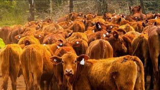 La ganadería apuesta a convertir los datos de cada animal en más eficiencia
