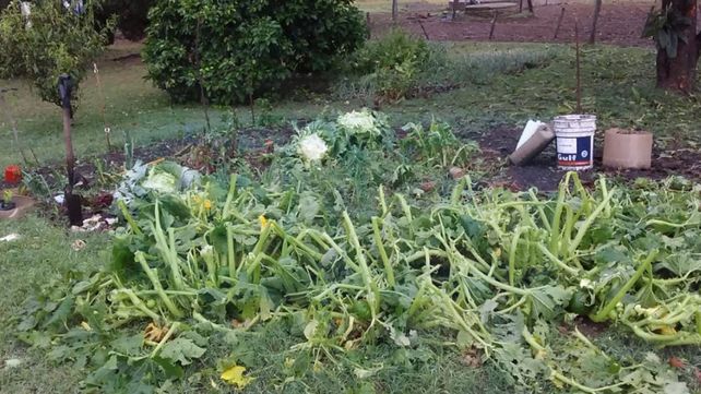 Granizo causó graves daños en Colonia Merou e inmediaciones