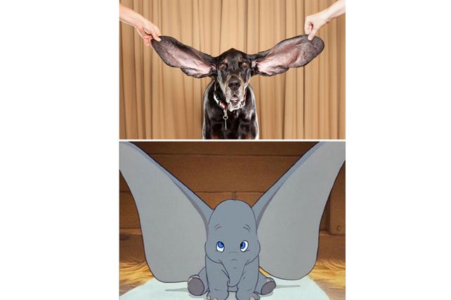 Personas, animales y objetos que son similares entre sí