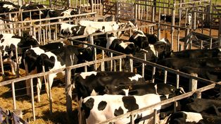 En el último tiempo se detectaron casos positivos de Tuberculosis bovina y preocupa la relajación en torno a su control.