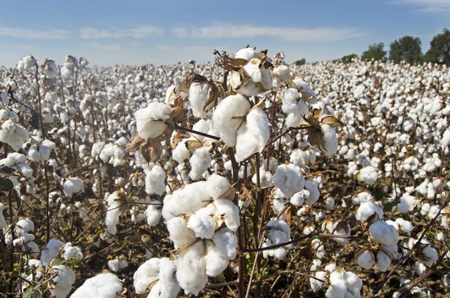 Santa Fe cuenta con 5 empresas que envían su producción algodonera al mundo. En 2022
