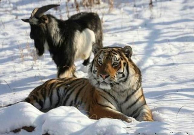 Una cabra, que debía ser su alimento, se convierte en amigo del tigre