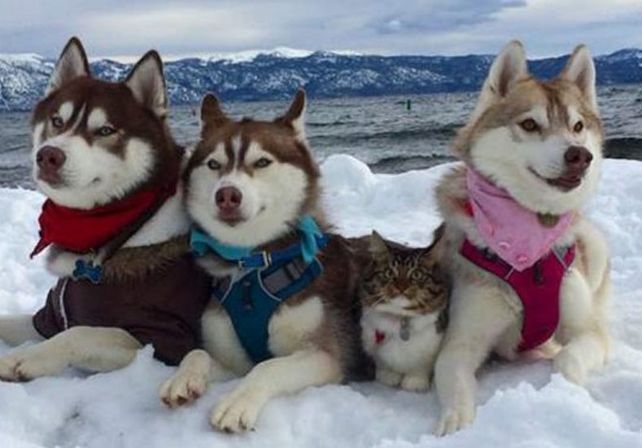 Tres perros se convierten en los mejores amigos de un gato tras salvarle la vida