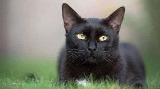 Día del Gato Negro: la historia detrás de una fecha que busca derribar supersticiones