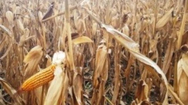La cosecha de maíz está bajo presión por la chicharrita
