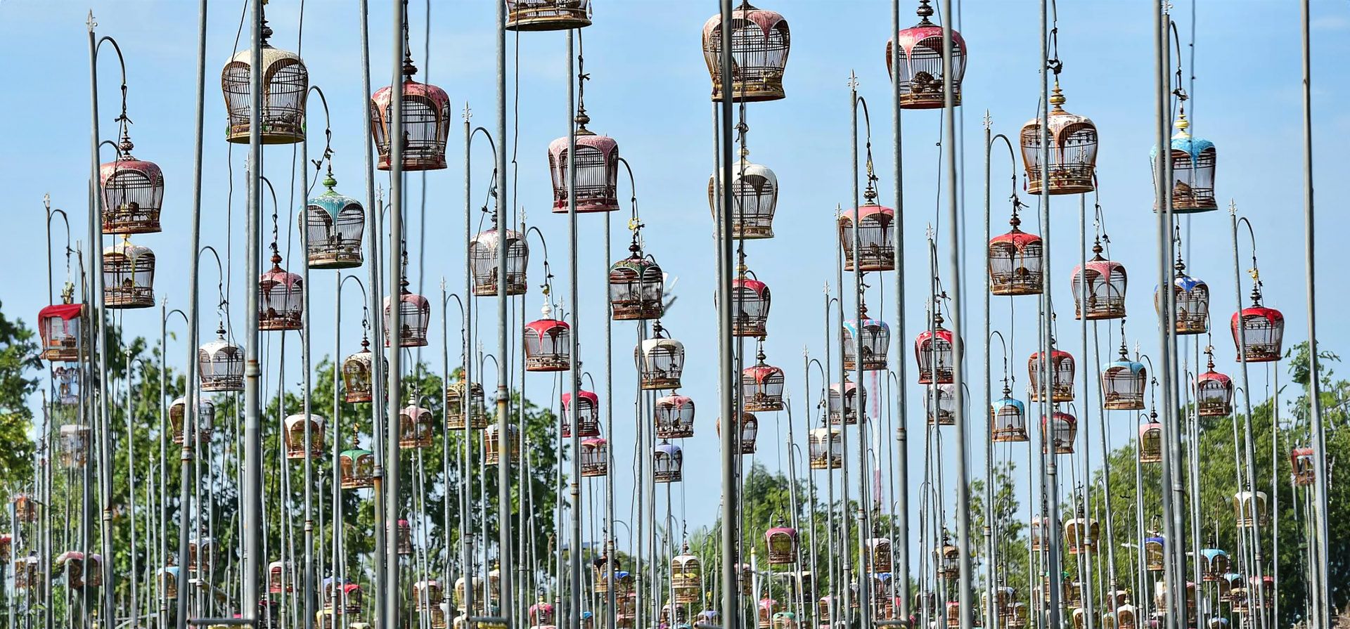 Narathiwat, Tailandia. Las aves se sientan en jaulas durante una competencia de canto de aves en la provincia sureña de Narathiwat, en Tailandia. Alrededor de 2.000 aves de Tailandia, Malasia y Singapur se inscribieron en el concurso anual. Fotografía: Madaree Tohlala/AFP/Getty Images Narathiwat, Tailandia. Las aves se sientan en jaulas durante una competencia de canto de aves en la provincia sureña de Narathiwat, en Tailandia. Alrededor de 2.000 aves de Tailandia, Malasia y Singapur se inscribieron en el concurso anual. Fotografía: Madaree Tohlala/AFP/Getty Images