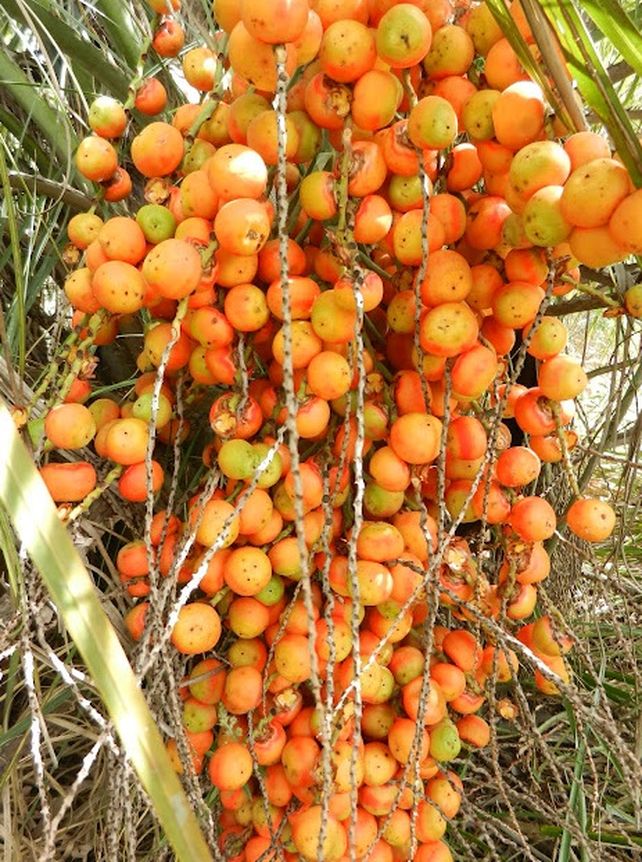 Se aprobó la incorporación del fruto de la palmera Butiá Yatay al Código Alimentario Argentino (CAA) con importantes propiedades&nbsp;
