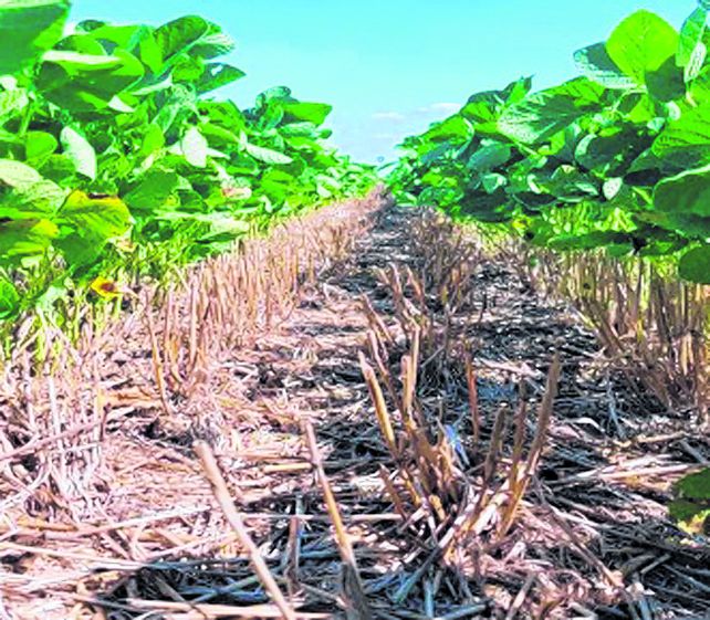 &nbsp;Soja y maíz explican el 80% de la caída en el valor estimado de la producción.