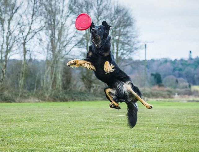 La competición busca al mejor perro y al mejor propietario