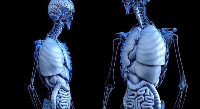Los científicos continúan descifrando los secretos del cuerpo humano.&nbsp;
