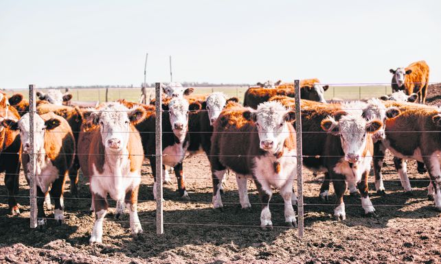 La producción de carne no despega y las medidas del gobierno aumentan la incertidumbre del sector.