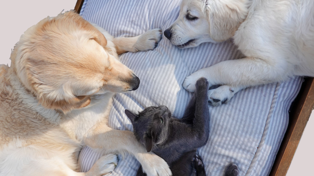 Conservar los restos de las mascotas en una urna es una de las posibilidades de la acuamación