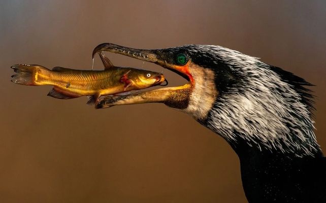 Gran cormorán