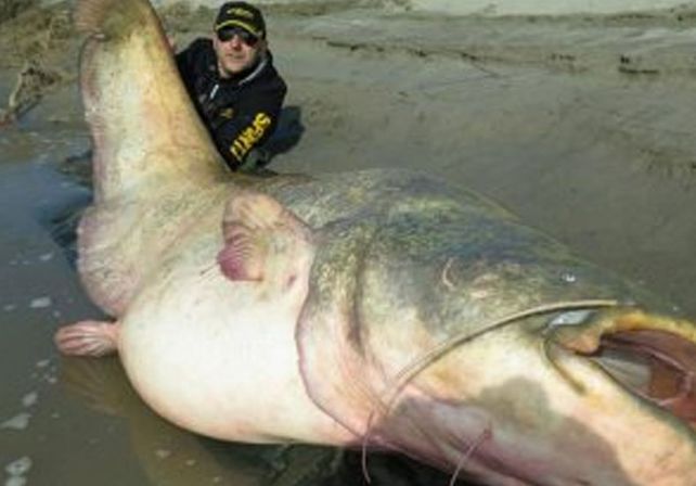 Un italiano pescó el bagre más grande del mundo