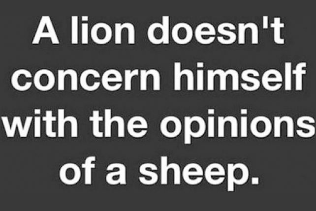Un león no se preocupa por las opiniones de las ovejas