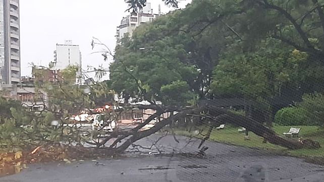 Producto del fuerte viento desatado este lunes cayeron árboles y ramas en distintos puntos de Paraná. Hubo anegamiento de casas y desmoramientos en barrancas