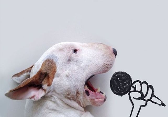 Su esposa lo dejó, pero creó un mundo con su perro