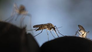 Dengue en Santa Fe: ya hay más de 48 mil casos y se sumaron 3 muertes
