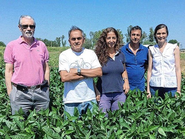 Científicos de la UNR crearon una nueva variedad de soja con alto potencial de rendimiento.