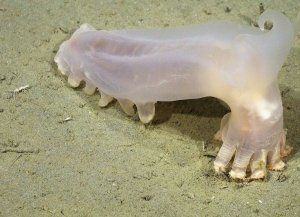 Descubren 57 nuevas especies en los cañones submarinos de Argentina