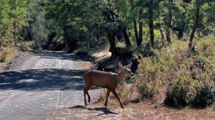 El huemul es una especie en peligro de extinción y declarada Monumento Natural en Argentina