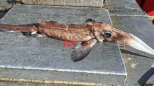 Los pescadores se sorprendieron ante el llamativo ejemplar extraído del río Uruguay.