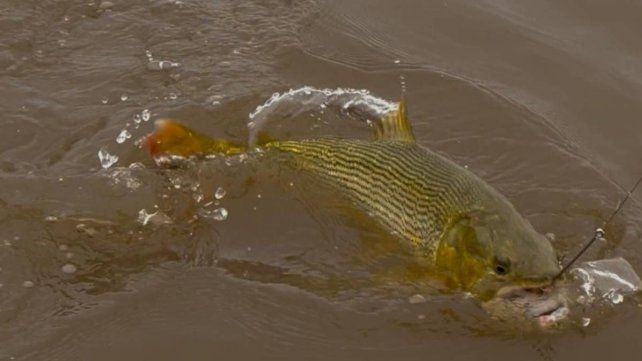 Entre Ríos impone nuevas restricciones a la pesca en el río Paraná