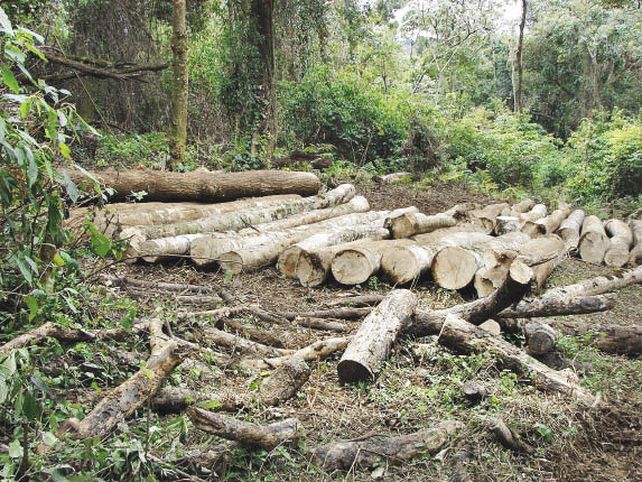Un congreso mundial insta a cuidar  los bosques para reducir la pobreza