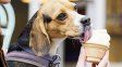 Son de Rafaela y trajeron a Rosario helados para mascotas