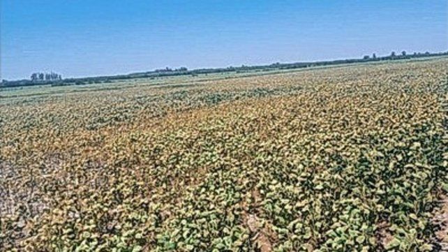 Se destinarán más de un millón de hectáreas en Entre Ríos para la campaña 2025/2026 de soja.