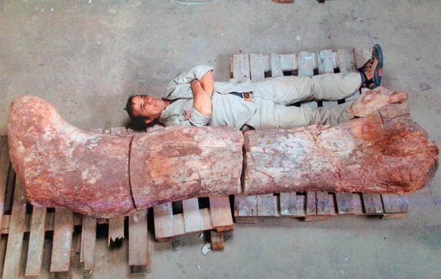 Descomunal. El fémur del dinosaurio mide 2