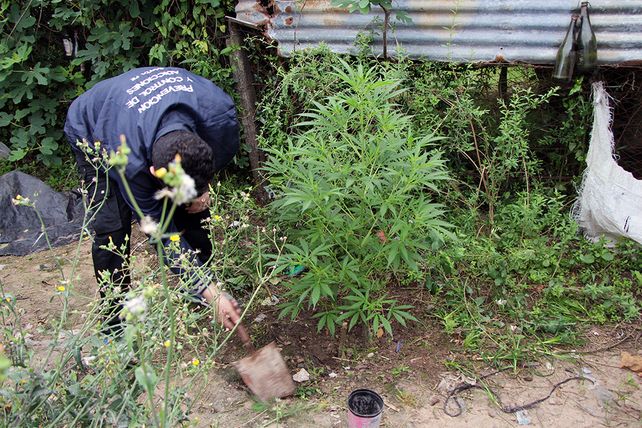 Secuestraron dos kilos de marihuana y detuvieron a 18 personas por venta de drogas