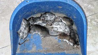 Se encuentran entre 20 y 30 ratas muertas por día. Crédito: ReconquistaHoy