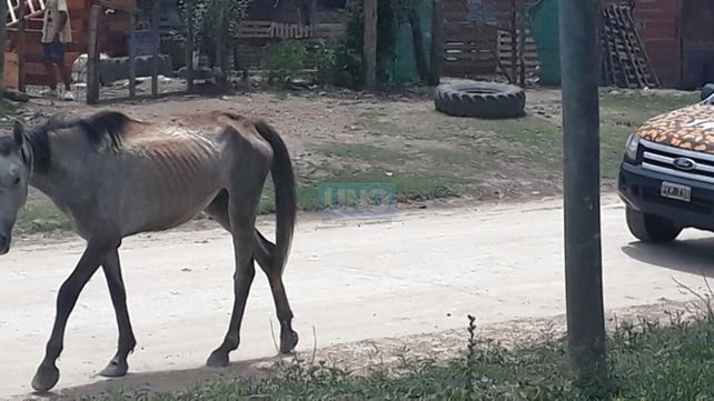 Paraná: rescataron dos caballos en avanzado estado de desnutrición