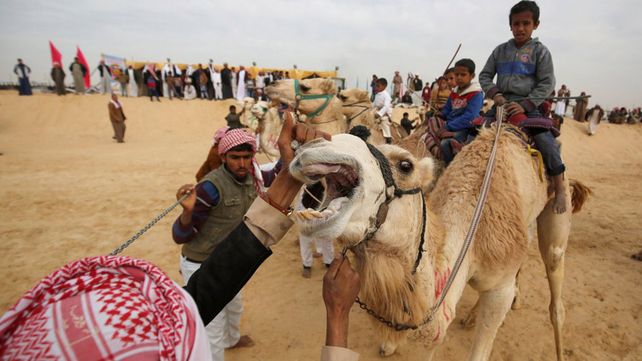 Carreras de camellos en el desierto de Egipto